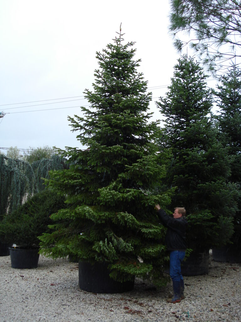 Abies nordmanniana 5-6m Feathered