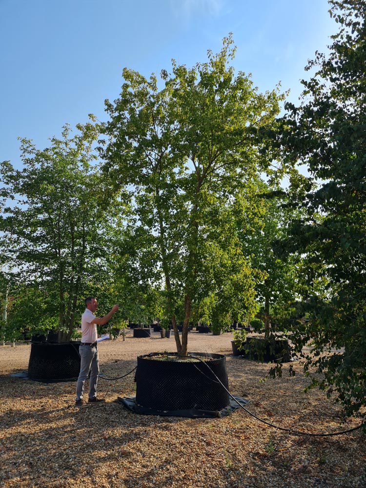 Acer buergerianum 5.0-6.0m Mehrstämmig