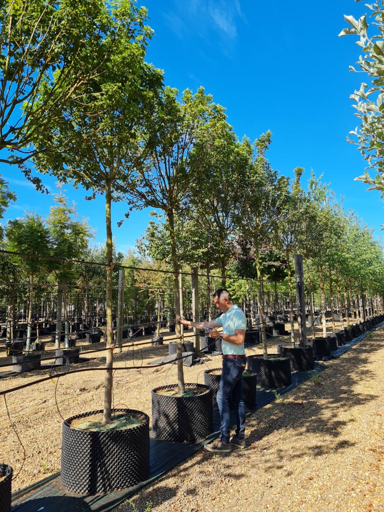 Acer campestre Annys Globe 18-20