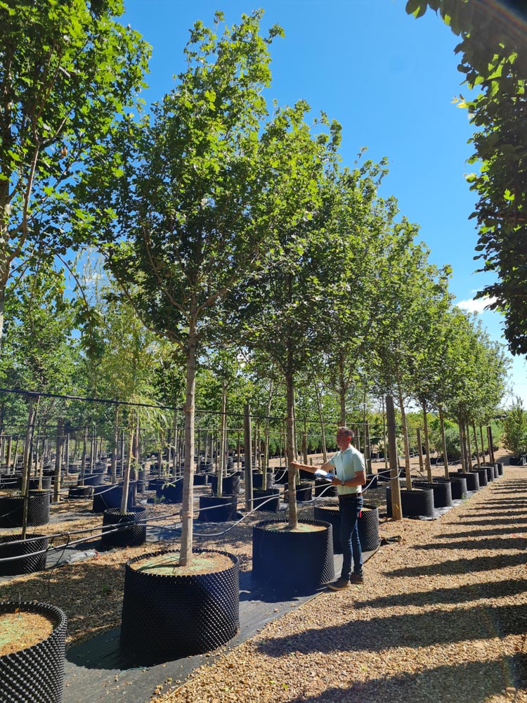 Acer campestre Elegant 20-25-30cm