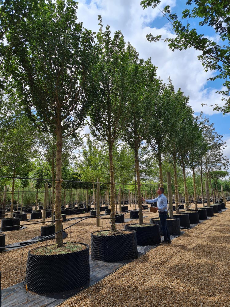 Acer campestre Fastigiata 30-40