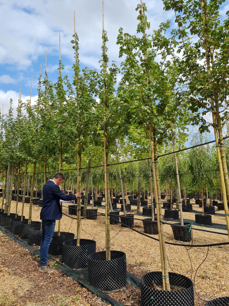 Acer campestre Königin Elisabeth 10-12-14