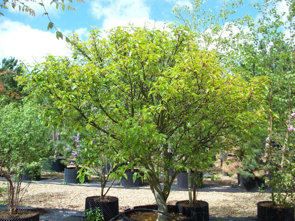 Acer capillipes 2.5-3.0m ms FS2