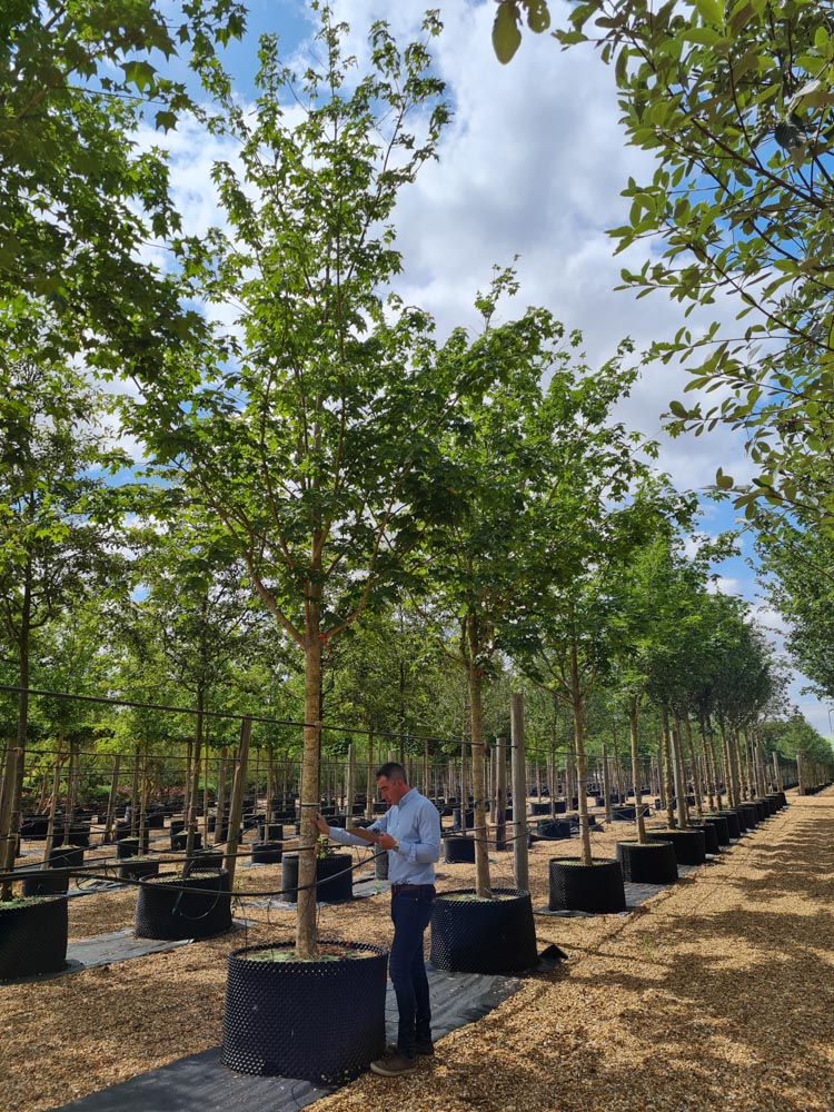 Acer cappadocicum Rubrum 30-35