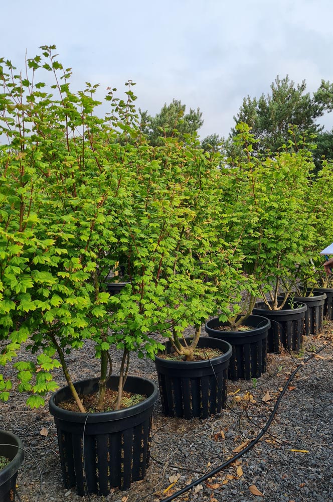Acer circinatum 1.5-2m