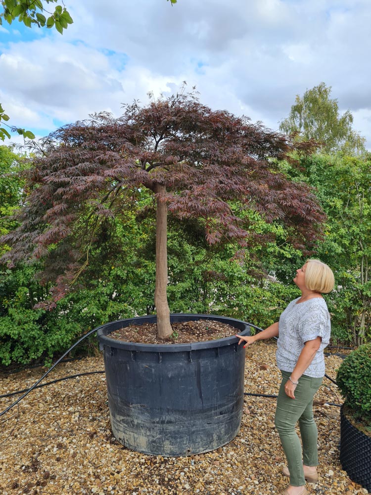 Acer palmatum dissectum Garnet 2-2.5m Half-stemmed