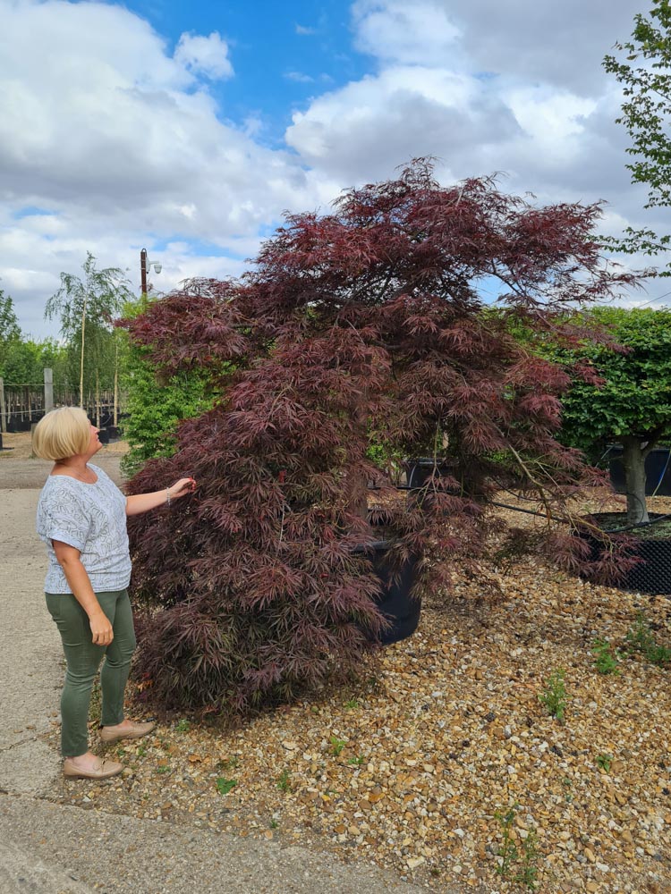 Acer palmatum dissectum Inabashidare 2-2.5m Halbstämmig