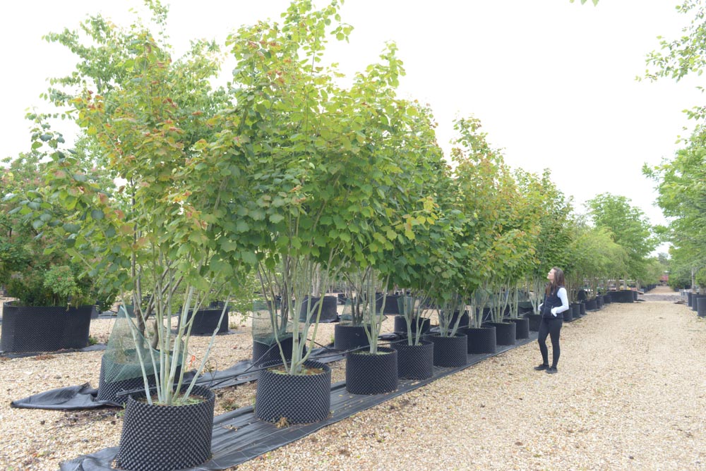 Acer pensilvanicum 3-3,5m
