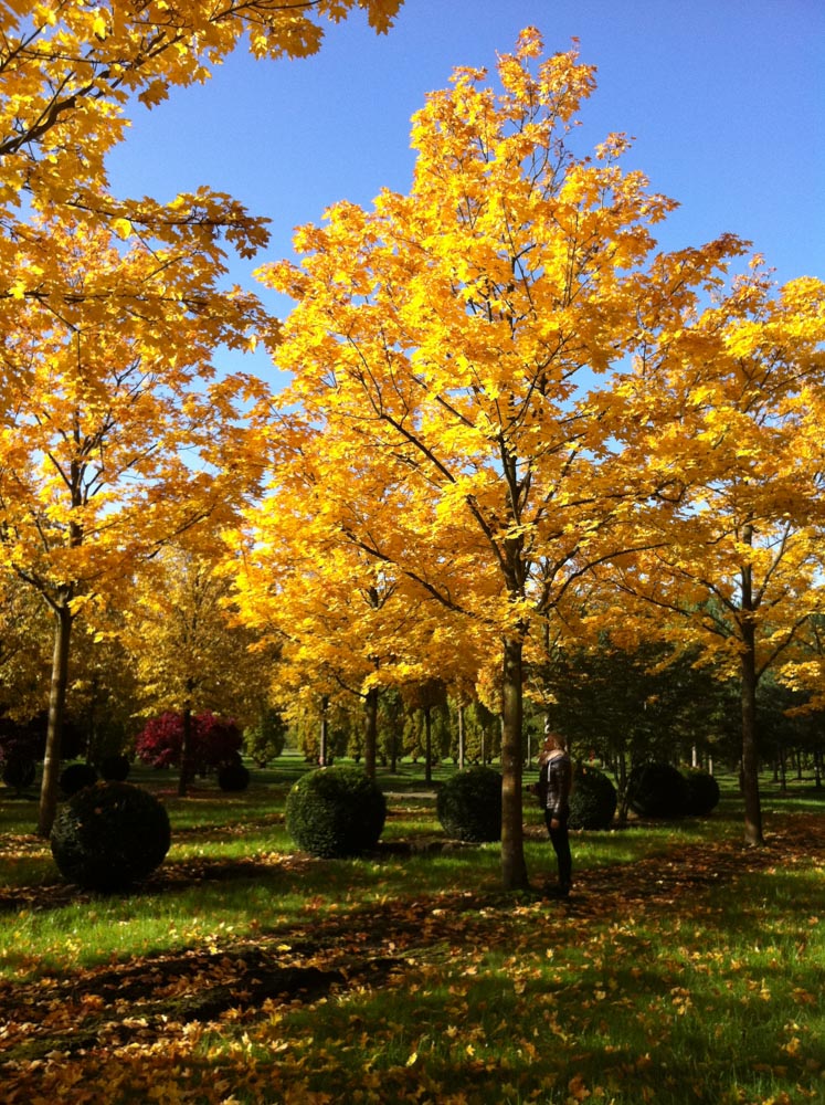 Acer platanoides 60-70cm _6452