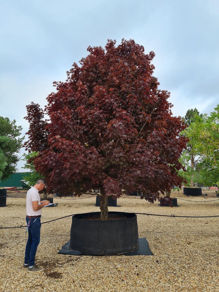 Acer platanoides Crimson Sentry 4-5m