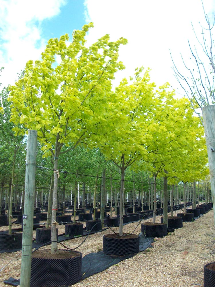 Acer platanoides 'Princeton Gold' 25-30cm a