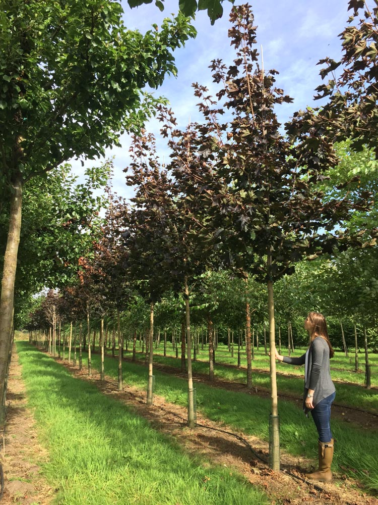 Acer platanoides Royal Red 20-25cm Umfang Standard