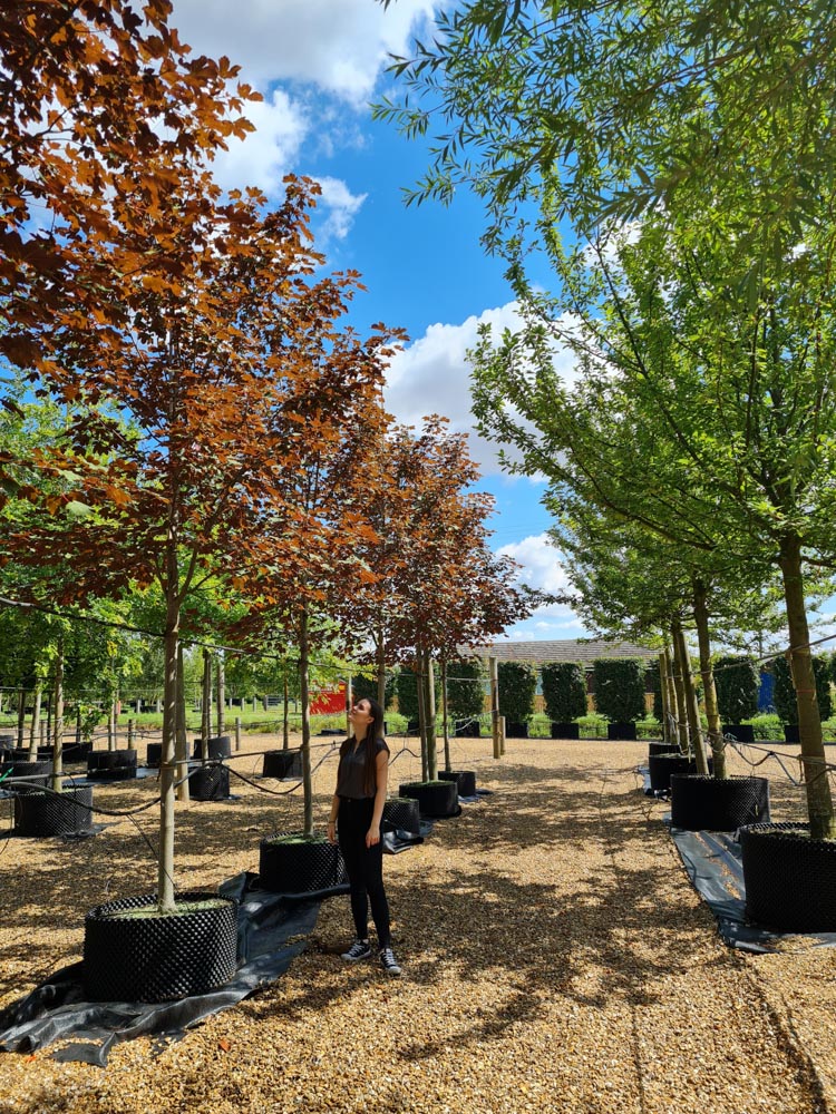 Acer pseudo Spaethii 20-25 standard_12