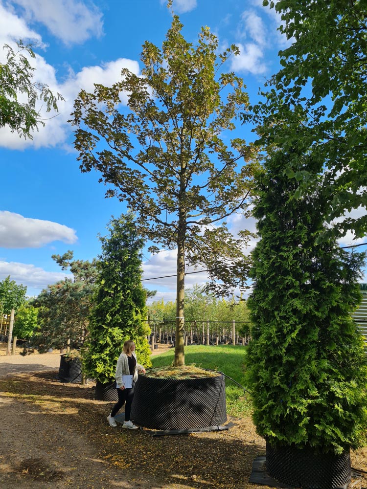 Acer pseudoplatanus 50-60_5