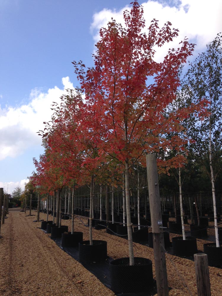 Acer rubrum 20-25-30cm Umfang - 1.11 (2)