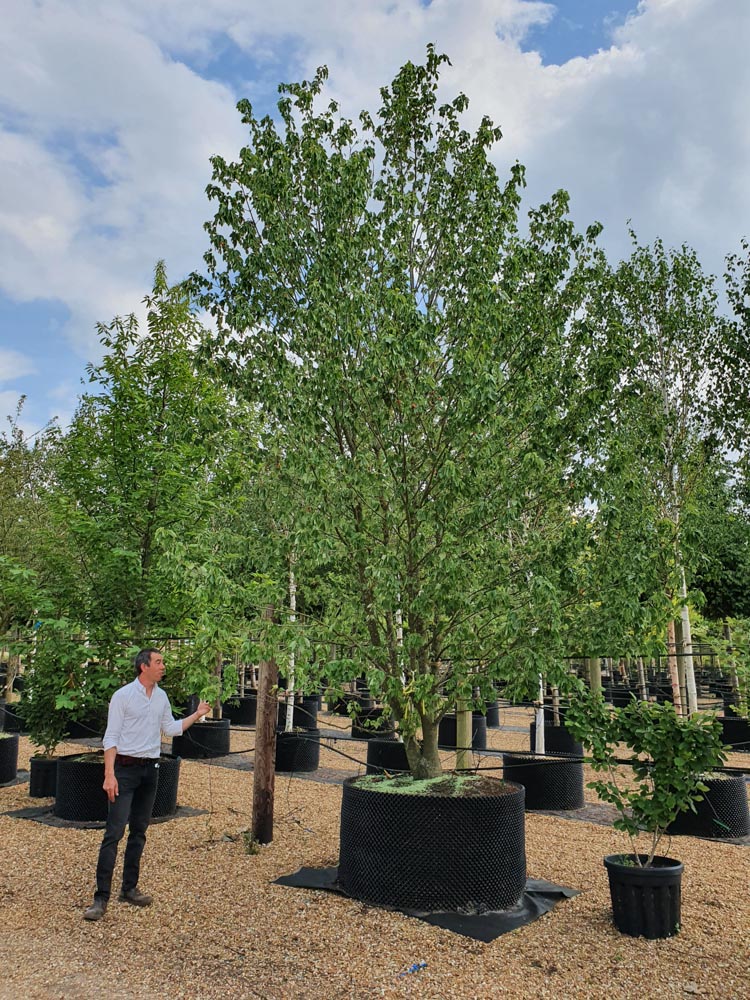 Acer rubrum Red Sunset 5-6m Multi CG