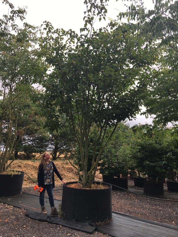 Acer rufinerve 5-6m Umbrella