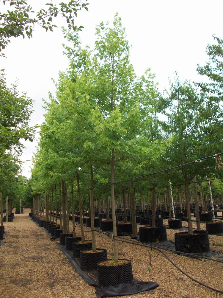 Acer saccharinum 25-30-35cm