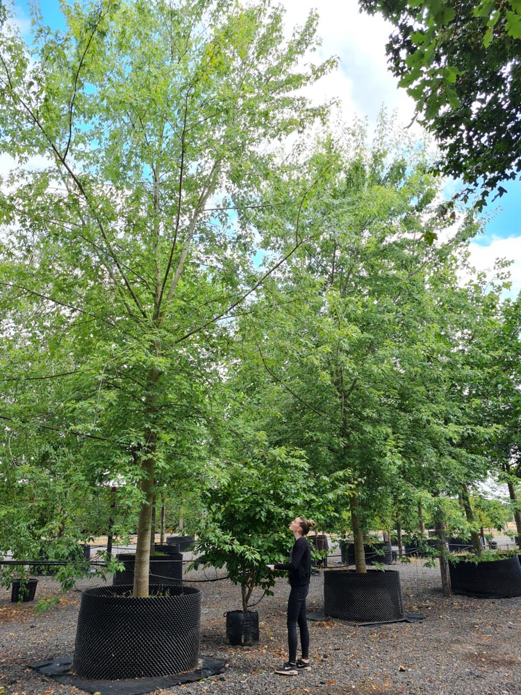 Acer saccharinum Laciniatum 45-50-60cm