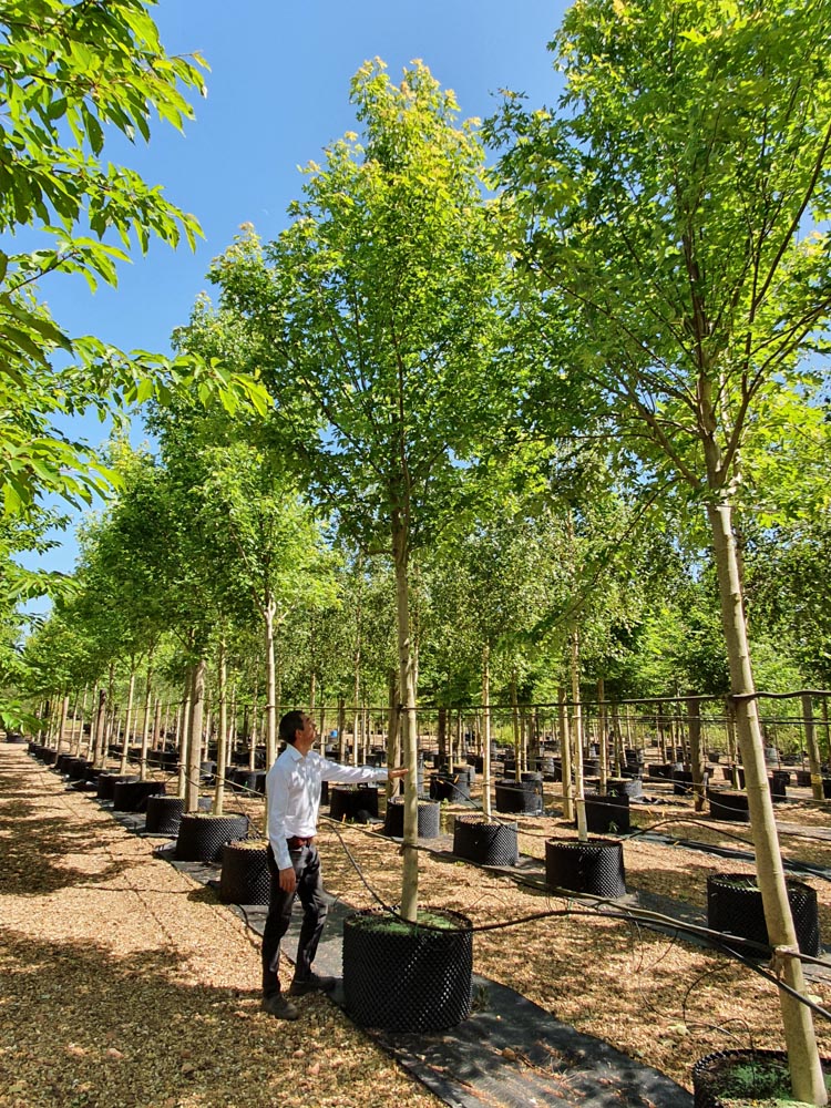 Acer saccharinum Pyramidalis 25-30 Std CG