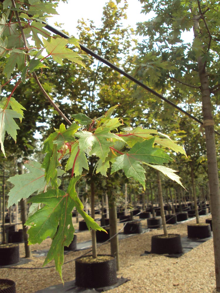 Acer saccharum 880