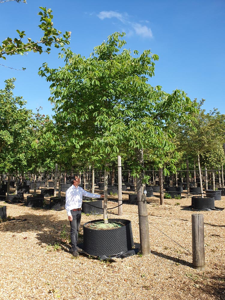 Aesculus flava 30-35 Std CG