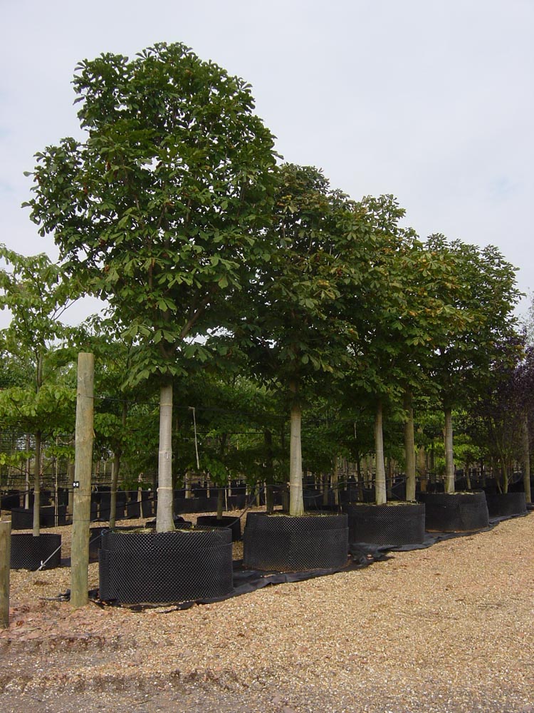 Aesculus hipp. 50-60