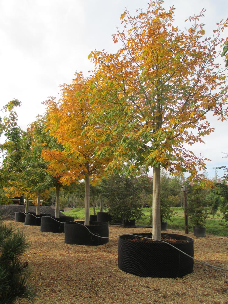 Aesculus hipp. Baumanii 50-60-70 standard (1)