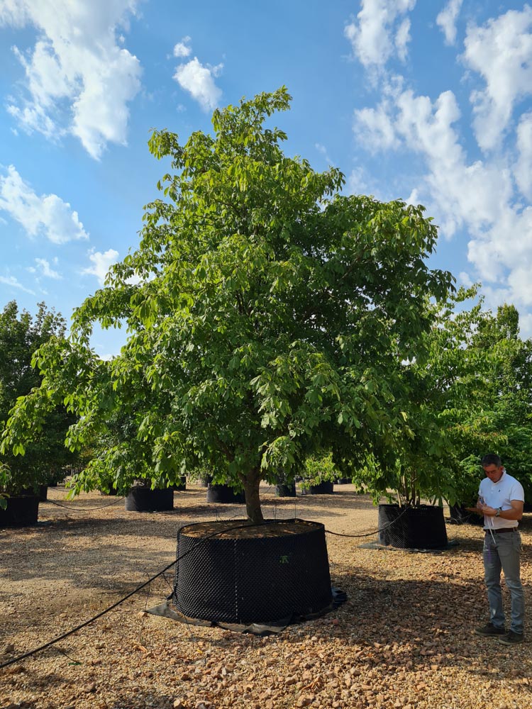 Aesculus pavia Atrosanguinea 5-6m