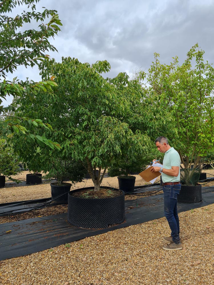 Aesculus pavia Koehnei 2,5-3m