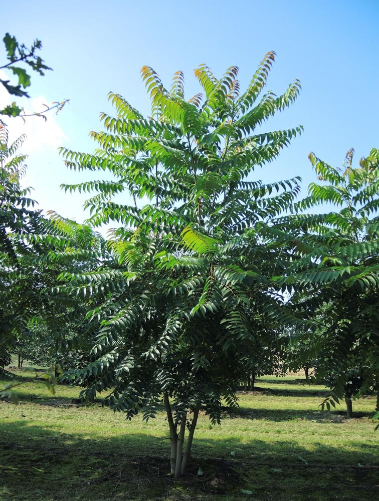 Ailanthus altissima mst 400-500 2SPFE 2014-12-09_1