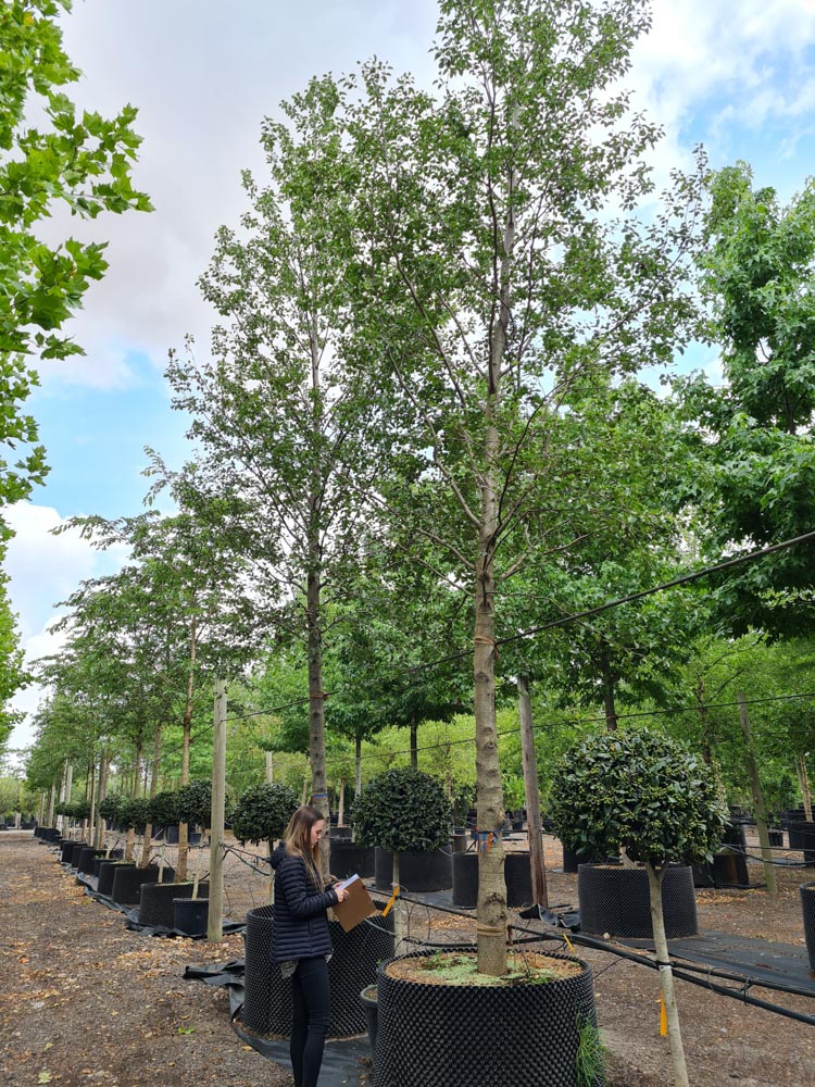 Alnus cordata 40-45cm girth standard