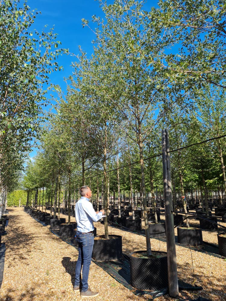 Alnus glutinosa Laciniata 20-25