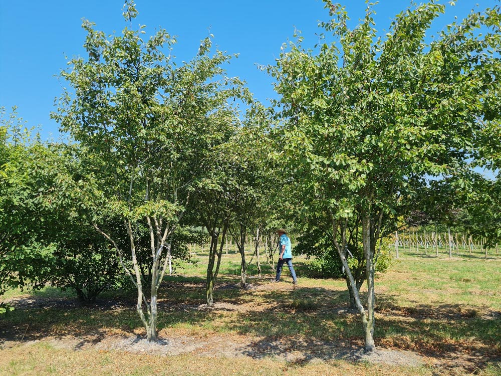 Amelanchier Ballerina 3.5-4m