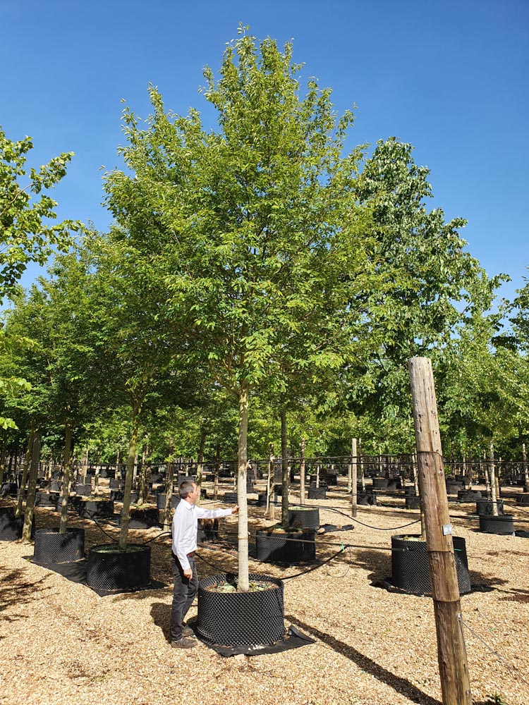 Amelanchier Robin Hill 30-40 Std CG (2)