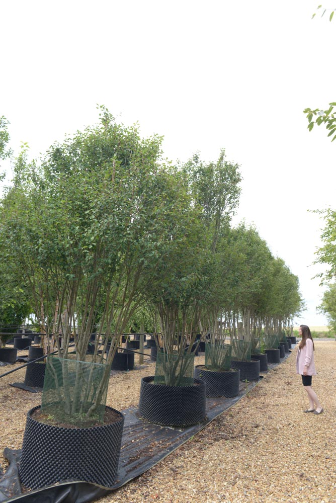 Amelanchier alnifolia Obelisk 3-3.5-4m Multi stem