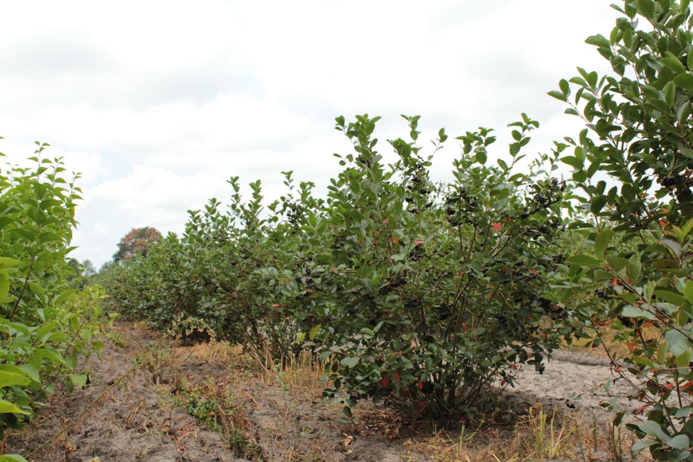 Aronia melanocarpa (2)