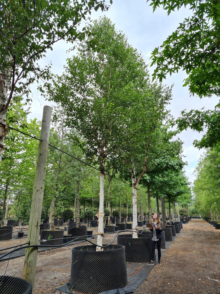 Betula albo-sinensis 30-40-50cm girth standard