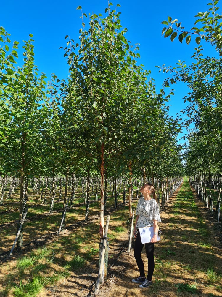 Betula albo-sinensis Fascination 18-20-25cm girth standard