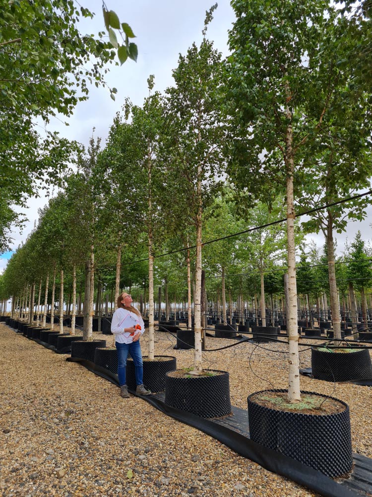 Betula ermanii 20-30cm standard