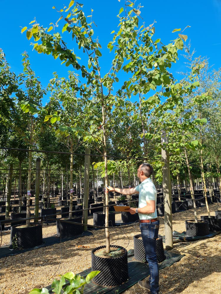 Betula maximowiciziana 12-14cm