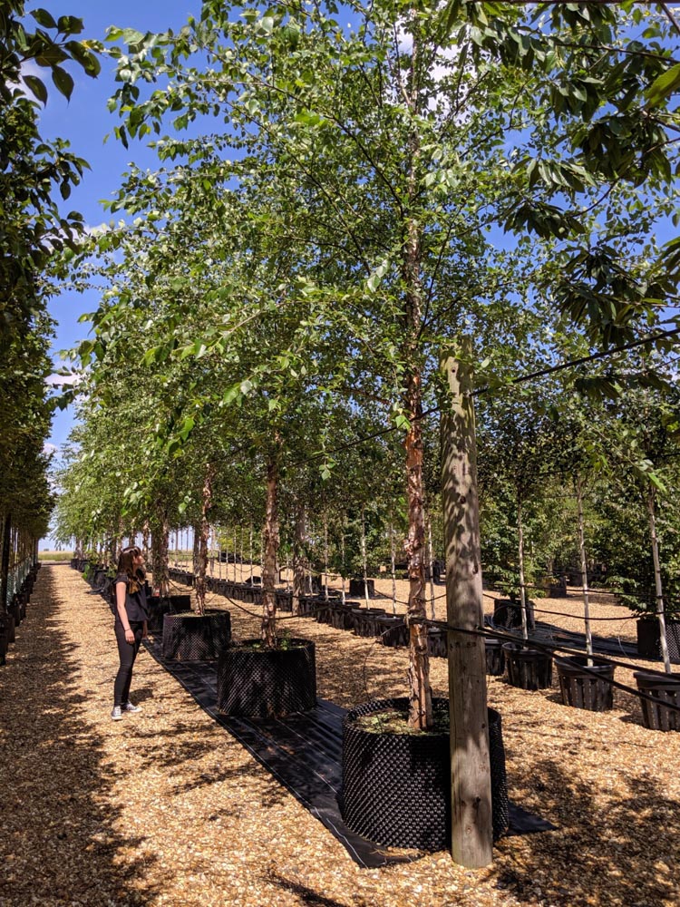 Betula nigra Heritage 30-35cm girth Standard