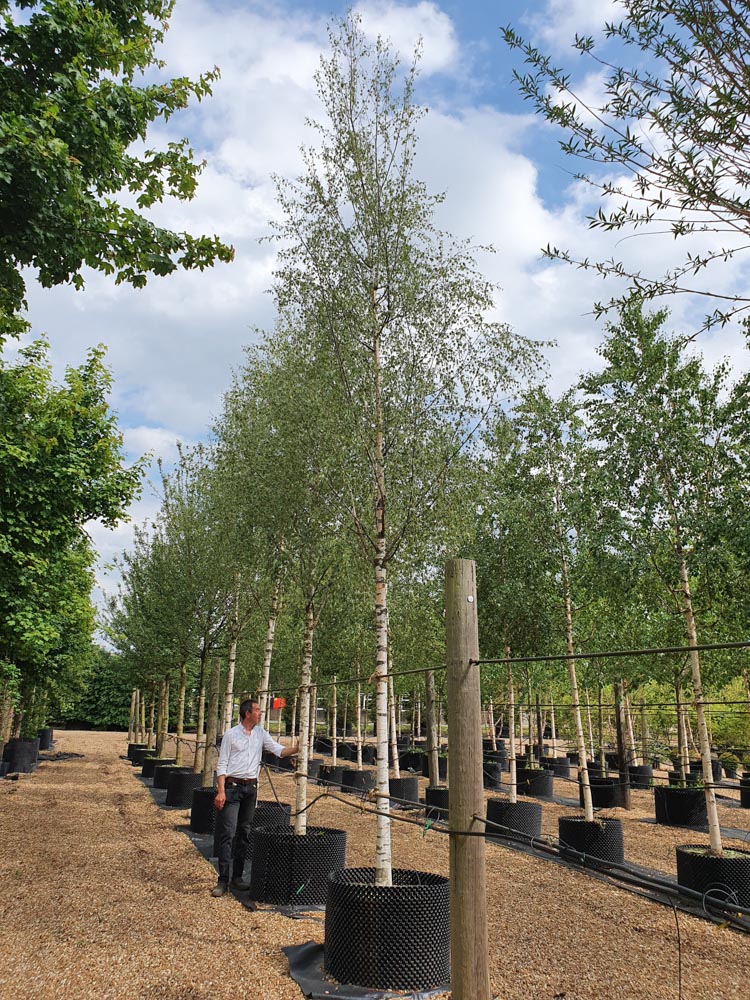 Betula pendula Dalecarlica 30-35 Std CG