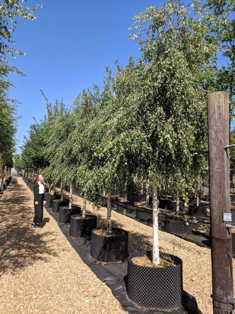 Betula pendula Youngii 18-20 CG
