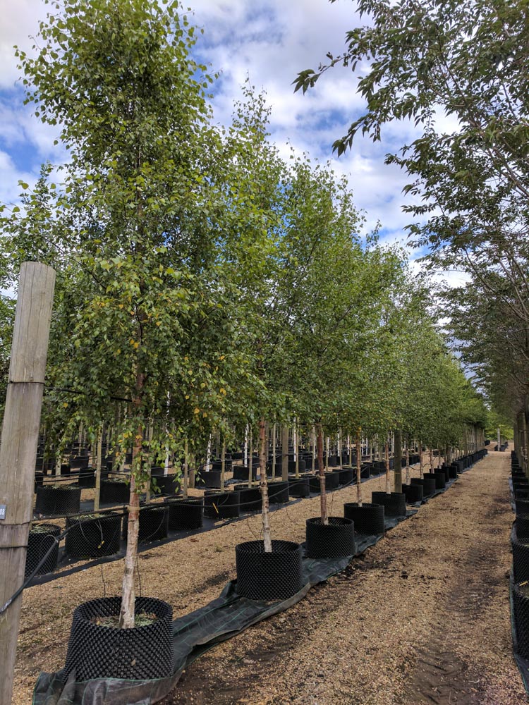 Betula pubescens std CG 18-20-25