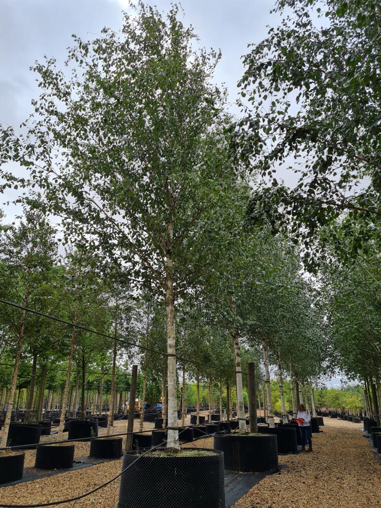 Betula utilis Jacquemontii 40-50cm Standard