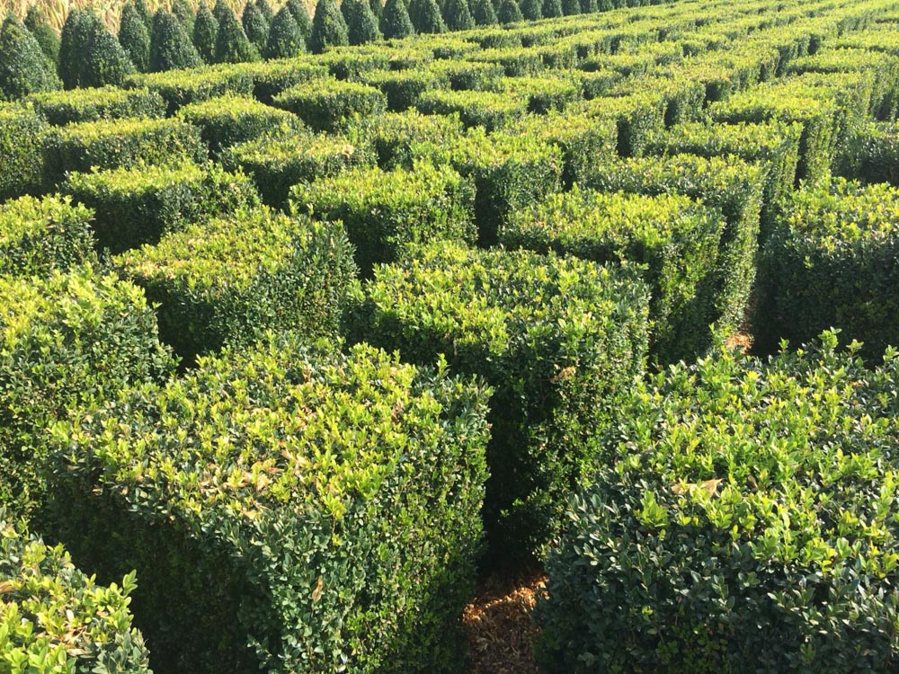 Buxus sempervirens 50x50x50cm Cubes