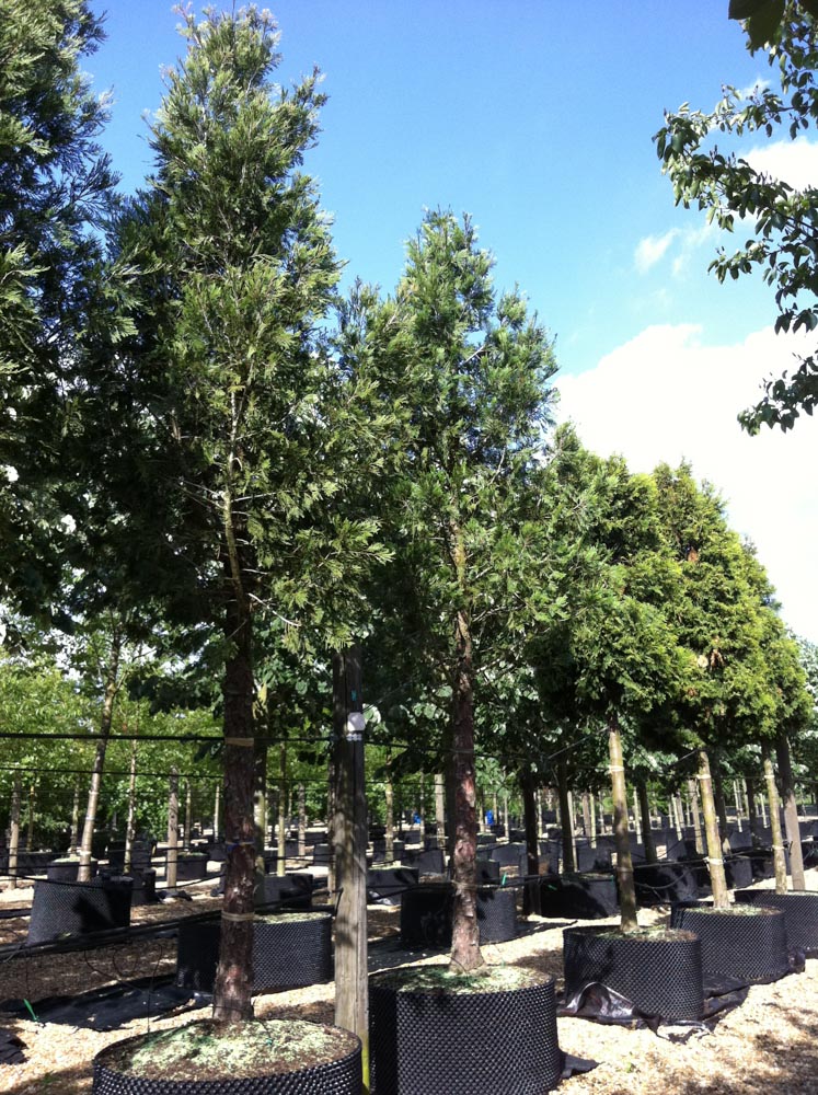 Calocedrus decurens 35-40cm 004