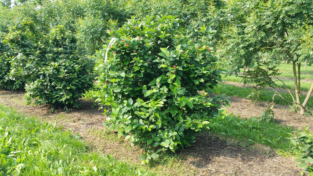 Calycanthus floridus Multistem WRB 1.5-2m