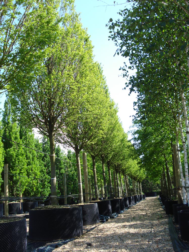 Karpfenwette Frans Fontaine 05-06-07 131